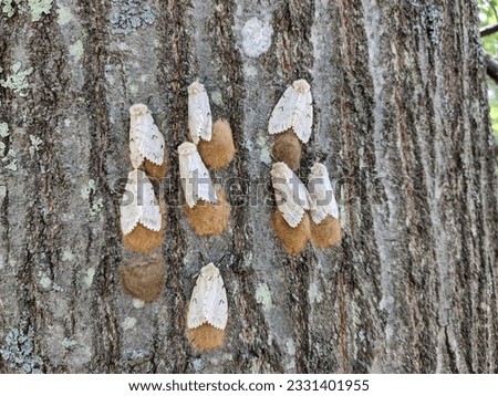 white female gypsy moths with egg masses on tree trunk Royalty-Free Stock Photo #2331401955