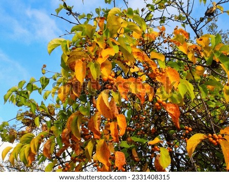 Tree Shows Signs of Autumn as Green Leaves Turn Orange and Yello
