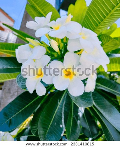 good morning  frangipani flowers in the morning