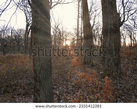 Autumn in the forest: Sun rays shine through the late fall bare 