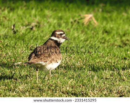 Killdeer bird in the grass: A Killdeer bird in the grass hunting and eating worms