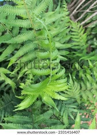 green fern leaves outdoor garden