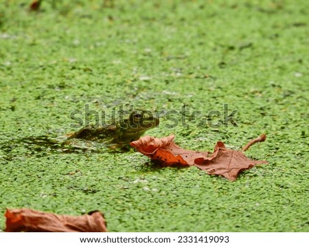 Frog in a Pond: A Bullfrog sits mostly visible in a pond with a 