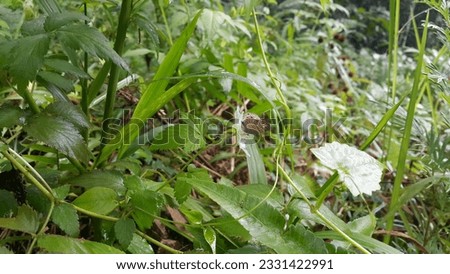 Butterflies perched on white flowers. Photo taken in the forest.