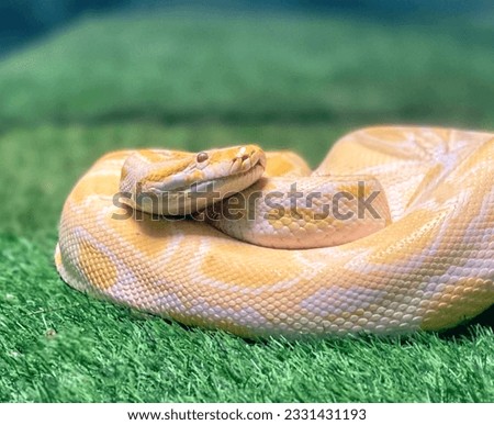 a photography of python sebae on grass with a blurry background.