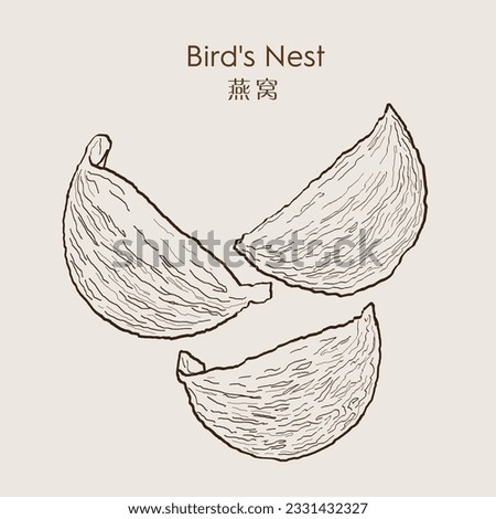 Swallow nest raw material cuisine expensive food for healthy. Bird's nest 燕窝. Traditional raw material. Healthy food. Vector Illustration.
