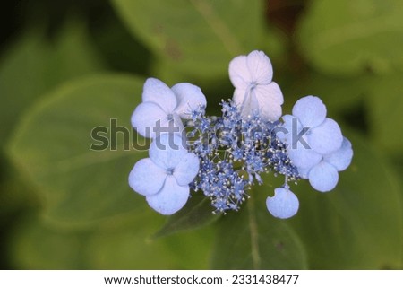 This is a picture of a mountain hydrangea blooming.
