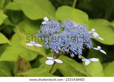 This is a picture of a mountain hydrangea blooming.