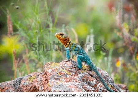 Eastern Collard Lizard on the rocks Royalty-Free Stock Photo #2331451335