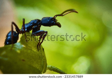 close up photo of a black ant perched on a leaf 