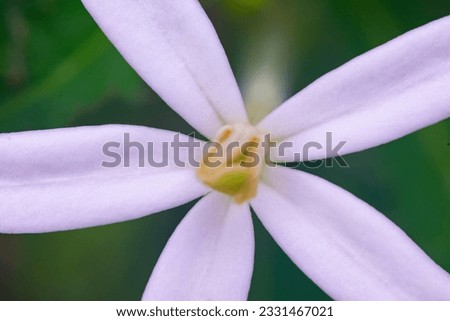 A picture of a flower
