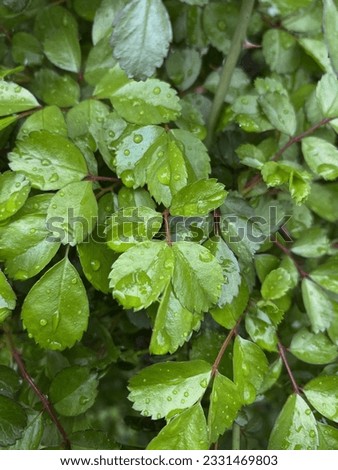 Raindrops on the Green Leafs