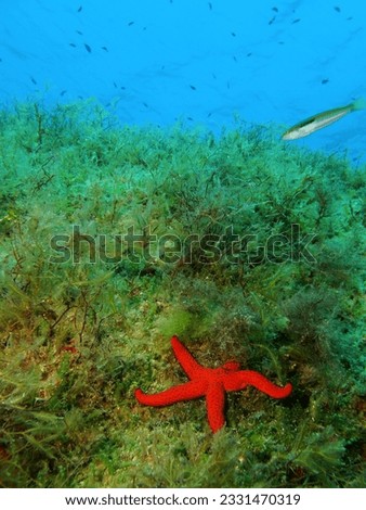 Red starfish, sea grass and fish, underwater photography from scuba diving. Marine life, travel picture. Wildlife in the ocean. Photo from underwater adventure.
