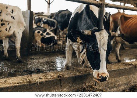 Cow behind the fence in a factory farm.