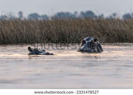 Low perspective shot of a partially submerged hippotamus, Hippopotamus amphibius, floating in the Okavango delta during golden hour.
