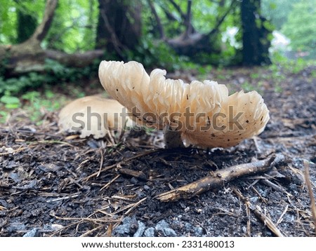 a close up picture of a mushroom
