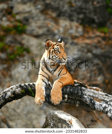 Solitary tiger in the wild.
