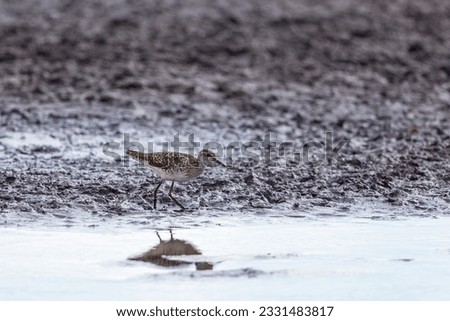 Wood Sandpiper in the mud at the shore