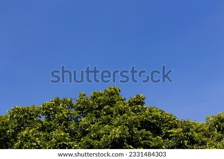 green trees branches and clear blue sky