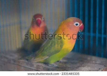 A picture of yellow-green lovebird pair