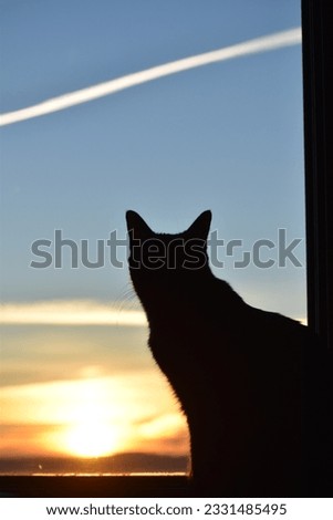 Silhouette of black cat looking at sunset with contrail