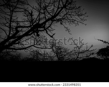 trees with white and black or gray skies. spooky  tree background. isolated on white sky. focus on trees