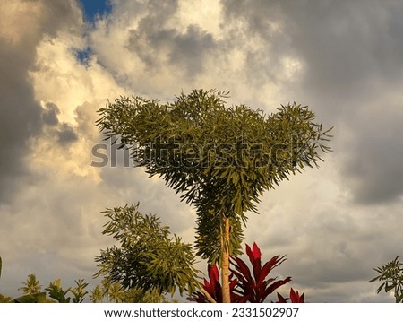 The portrait of a "love" shaped tree soars high against an orange sky in the background