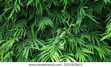 Bamboo, dark green bamboo leaves, nature background