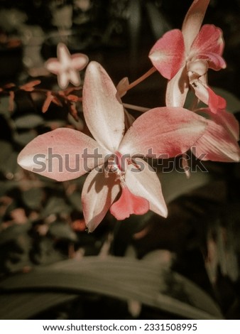 Beautiful and stunning orchid flower closeup portrait images, cinematic look, color graded