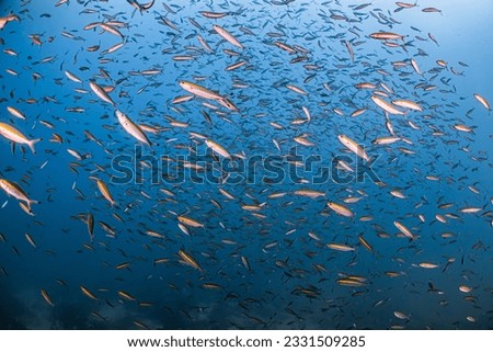 School of Fish at Sail Rock, Twin Rocks, White Rock, Chumpon Pinnacle in Koh Tao (Fusilier, Barracuda, Jack, Snapper, Trevally, Batfish)