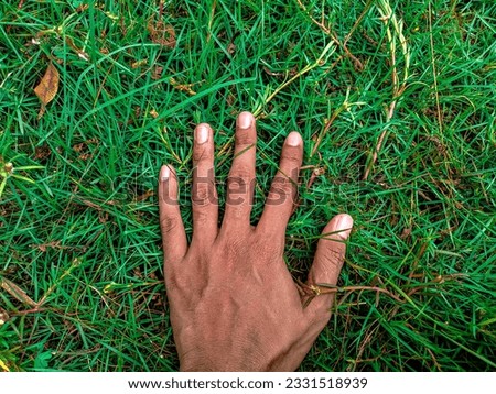a person's hand placed on a Japanese grass plant