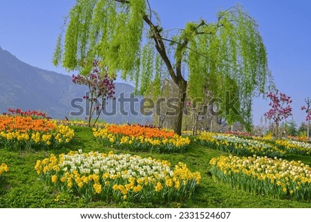 Indira Gandhi Memorial Tulip garden, previously Model Floriculture Center, is a tulip garden in Srinagar, Jammu and Kashmir, India. It is the largest tulip garden in Asia . Royalty-Free Stock Photo #2331524607