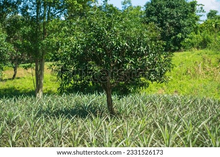 A picture of a pineapple farm with trees and mountains.