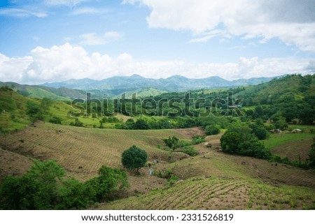 A picture of a pineapple farm with trees and mountains