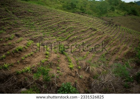A picture of a pineapple farm with trees and mountains