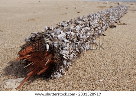 Tree trunk on the beach full of mollusks