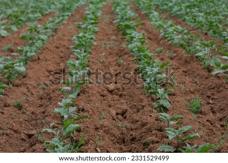 A picture of a farm planted with eggplants