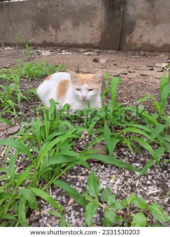 In this pick a very beautiful and nice cat is sitting in the grass.Its colour is light brown and white it iss so cute and looking gorgeous.This picture is used as wall hanging,painting and many other.