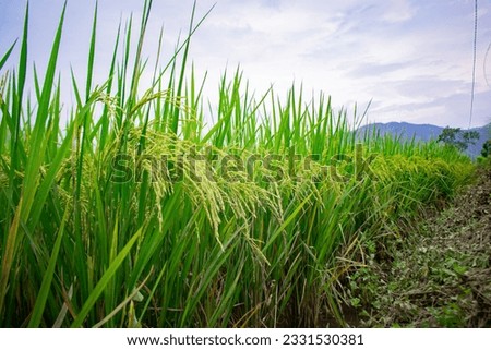 A picture of a rice field and nature