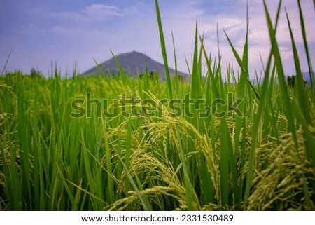 A picture of a rice field and nature