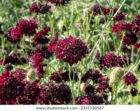 Macro shot of dark red flower Scabious or pincushion flower (scabiosa columbaria) 'Barocca' in a garden in bright sunlight in summer. Floral summer scenery Royalty-Free Stock Photo #2331530567