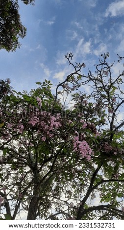a photo showing a clear and cloudy sky between flowering trees