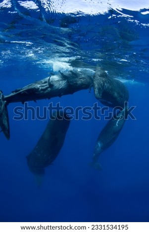 Family of sperm whales swimming in the ocean