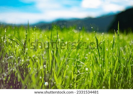 Picture of a rice field paddy