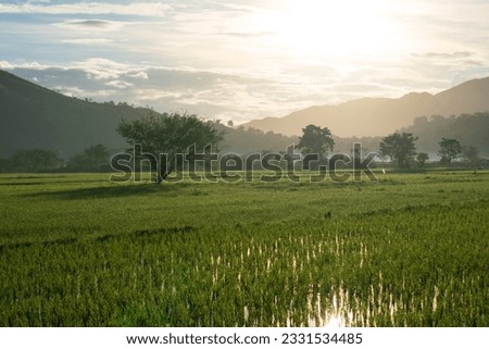 Picture of a rice field paddy
