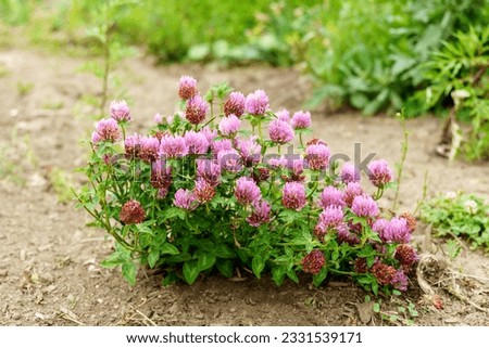 Flowers of violet clover Trifolium repens.The plant is edible, medicinal. Grown as a fodder plant. Selective focus