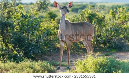 Kudu cow, Addo Elephant National Park (South Africa)
