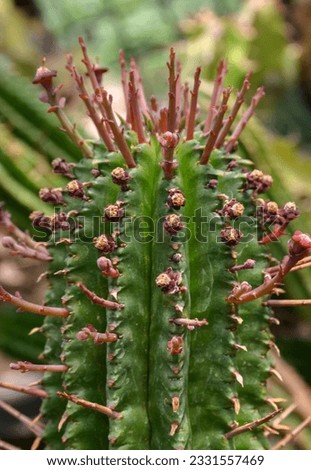 (Euphorbia sp.) the African milk tree, plant with succulent stem and white poisonous juice Royalty-Free Stock Photo #2331557469
