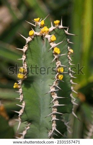 (Euphorbia virosa, 	Euphorbiaceae) plant with succulent stem and white poisonous juice Royalty-Free Stock Photo #2331557471