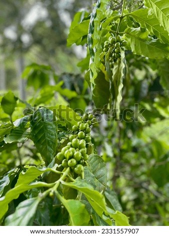Arabica ,garden ,fruit, coffee  ,healthy,plant